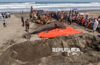 Hiu Tutul Sepanjang 4,5 Meter Mati Usai Terdampar di Pantai Banjarsari Cilacap