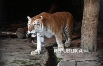 In Picture: Spesies Langka Harimau Belang Emas Jadi Koleksi Satwa Baru di TSI Bogor