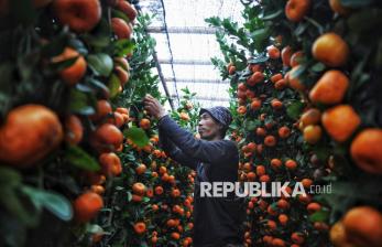 In Picture: Jelang Imlek, Pedagang Pohon Jeruk Imlek Kebanjiran Order