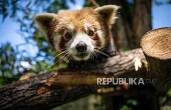 Penampakan Panda Merah Jantan di Kebun Binatang Polandia