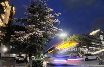 Potret Keindahan Bunga Tabebuya yang Bermekaran di Jakarta