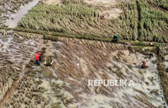 200 Hektar Lahan Sawah di Ciamis Terendam Banjir