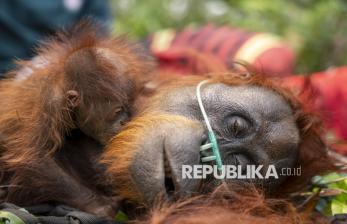 Induk Orangutan Peluk Anaknya Saat Dievakuasi di Tengah Lahan Terdampak Kebakaran Hutan