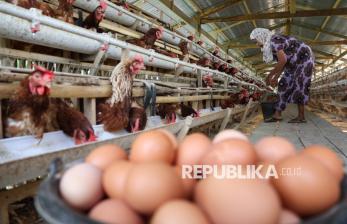 In Picture: Peternak Ayam Petelur di Soppeng Keluhkan Kenaikan Biaya Pakan
