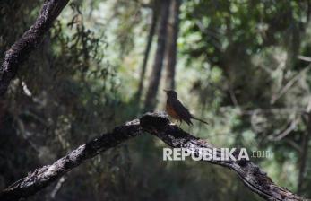 Hutan Semeru Terbakar, Habitat Satwa Ikut Terdampak