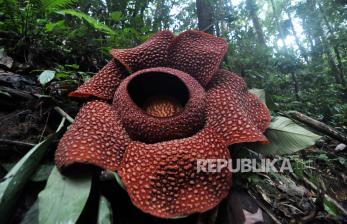 Langka, Bunga Rafflesia Arnoldi Berkelopak Enam Mekar Di Bengkulu