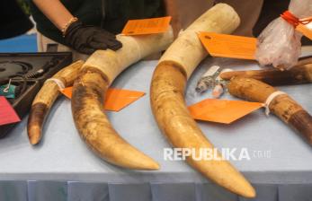 Sindikat Perburuan Gajah Sumatra Dibekuk Polisi, 15 Tersangka Diamankan