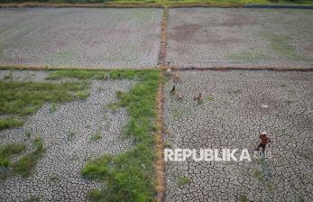 Ribuan Hektare Sawah di Banten Terdampak Kekeringan