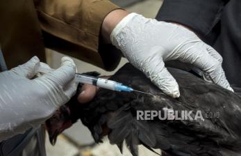 WHO: Flu Burung Berpotensi Jadi Pandemi Berikutnya, Tingkat Kematian Sangat Tinggi
