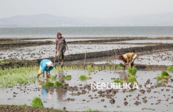 Petani Wonogiri Manfaatkan Waduk yang Menyusut Menjadi Lahan Pertanian Baru