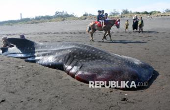 Bangkai Hiu Tutul Jadi Tontonan Wisatawan di Pantai Pancer Jember