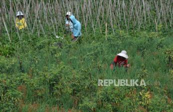 Sempat Melonjak, Harga Bawang Merah di Bandung Mulai Kembali Normal