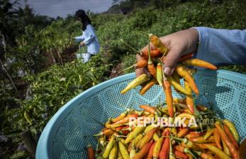 Jelang Idul Adha, Bapanas Antisipasi Lonjakan Harga Cabai dan Bawang Merah