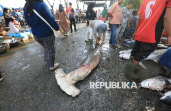 Hiu Martil Terancam Punah, Populasi Turun Lebih dari 80 Persen