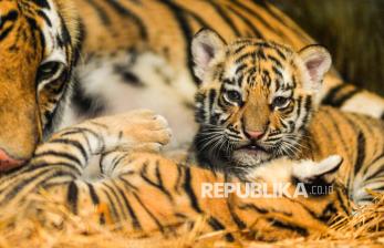 Lucunya Anak Harimau Benggala yang Lahir di Kebun Binatang Bandung