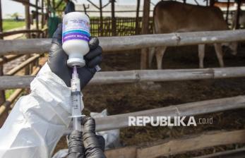 In Picture: Cegah Penyebaran PMK, 1.000 Sapi Ternak di Indramayu Disuntik Vaksin