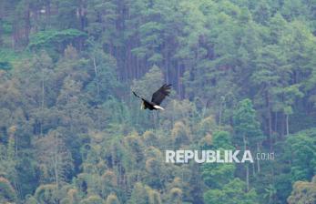 In Picture: Melepas Burung Julang Emas Kembali ke Alam Liar