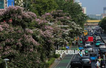 Jakarta Rasa Jepang, Saat Bunga Tabebuya Bermekaran Hiasi Jalan Kramat Raya