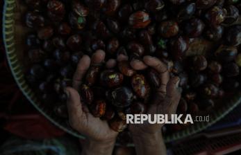 In Picture: Harga Jengkol Melejit di Pasar Kebayoran Lama, Tembus Rp125 Ribu Per Kilogram