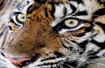 Balai Konservasi Riau Terjunkan Tim Cek Dugaan Ternak Dimangsa Harimau