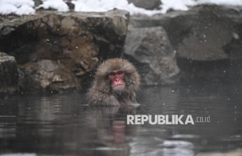 Mengenal Monyet Salju, Primata Endemik Jepang yang Suka Berendam di Air Panas 