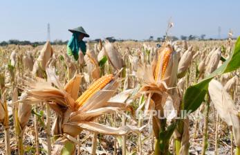 Kementan Tegaskan tak akan Impor Jagung Pakan pada 2025