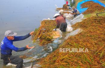 In Picture: Ribuan Hektare Tanaman Padi Puso Akibat Banjir di Kudus