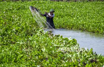 Penampakan Sungai Citarum yang Dipenuhi Eceng Gondok