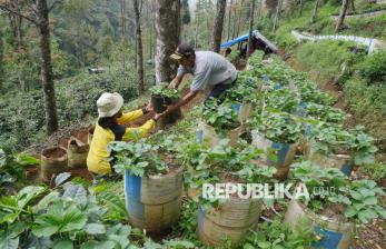 Surga Stroberi di Belantara Ciwidey