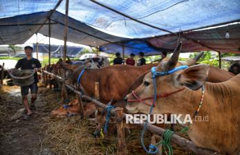 In Picture: Pedagang Hewan Qurban di Pasar Gembrong Jakarta Keluhkan Sepi Pembeli