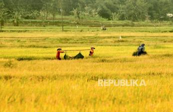 140 Ribu Petani di Kabupaten ini akan Dapat Alokasi Pupuk Bersubsidi