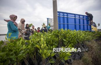 In Picture: Melihat Proses Panen Bibit Mangrove di Indramayu