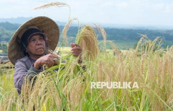 Jatiluwih dan Tradisi Panen Beras Merah yang Mendunia