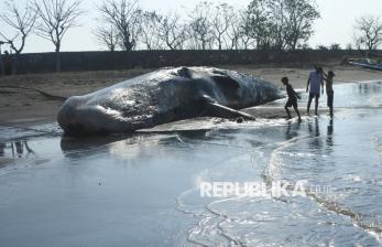Terdampar, Paus Sperma Mati Membusuk di Pantai Desa Sletreng