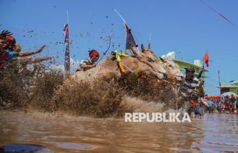 Serunya Festival Sapeh Brujul di Probolinggo, Puluhan Sapi Adu Cepat di Arena