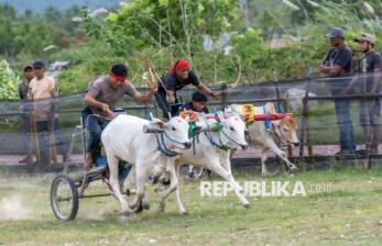 In Picture: Keseruan Posilumba Japi, Adu Cepat Balap Sapi Tradisional Sigi