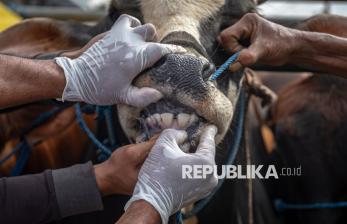 In Picture: Pemeriksaan Kesehatan Hewan Qurban di Pasar Hewan Ambarawa Jelang Idul Adha