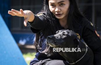 In Picture: Melihat Anjing Pelacak K-9 Bea Cukai Berlatih