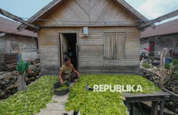 Perempuan Bajo dan Selada Laut, Cerita Penghidupan dari Pesisir Wakatobi