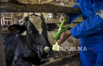 Dokter hewan memasang eartag (penanda) pada hewan ternak sapi yang telah disuntik vaksin penyakit mulut dan kuku (PMK) di Cilembu, Kabupaten Sumedang, Senin (20/6/2022). Pemerintah Provinsi Jawa Barat menargetkan pada pekan pertama dapat melaksanakan vaksinasi PMK bagi 2.000 hewan ternak di seluruh Jawa Barat dan lima kawasan sentral sapi seperti Kabupaten Bandung, Kabupaten Bandung Barat, Garut, Kuningan dan Sumedang. Foto: Republika/Abdan Syakura