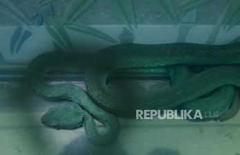 Seorang Ibu Teriak Ketakutan Melihat Besarnya King Kobra, Petugas Damkar Datang Mengevakuasi