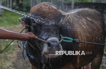 Deretan Sapi Kurban Bantuan Presiden Prabowo di Sejumlah Daerah, Ada yang Beratnya Capai 1,3 Ton