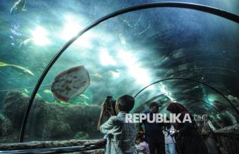 In Picture: Menikmati Pesona Satwa Bawah Laut di Sea World Jakarta