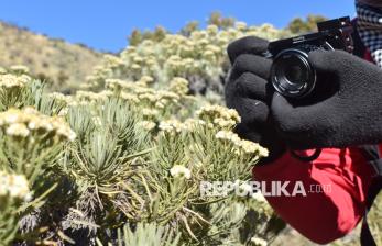 Bunga Edelweiss Mempercantik Jalur Pendakian Gunung Ciremai