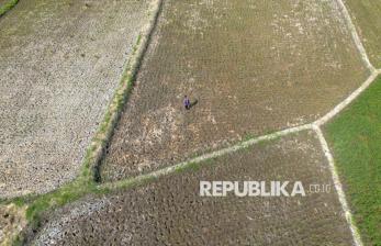 Puluhan Hektare Lahan Sawah di Indramayu Mengering