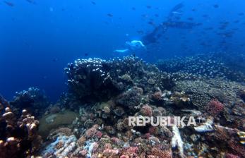 Pesona Keindahan Alam Bawah Laut Oluhuta Paradise