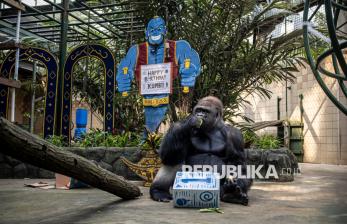 Momen Ulang Tahun Gorila Kihi dan Kumbo di Taman Margasatwa Ragunan