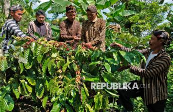 Nublek Kopi, Tradisi Turun-Temurun Sambut Panen Kopi di Temanggung