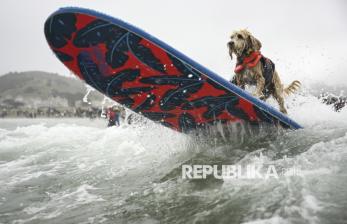 Deretan Aksi Anjing Peselancar Menantang Derasnya Gelombang Laut 