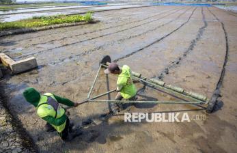 Petani Cirebon Mulai Terapkan Sistem Tanam Padi PM-AAS